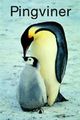 Cover photo:Pingviner