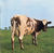 Omslagsbilde:Atom heart mother