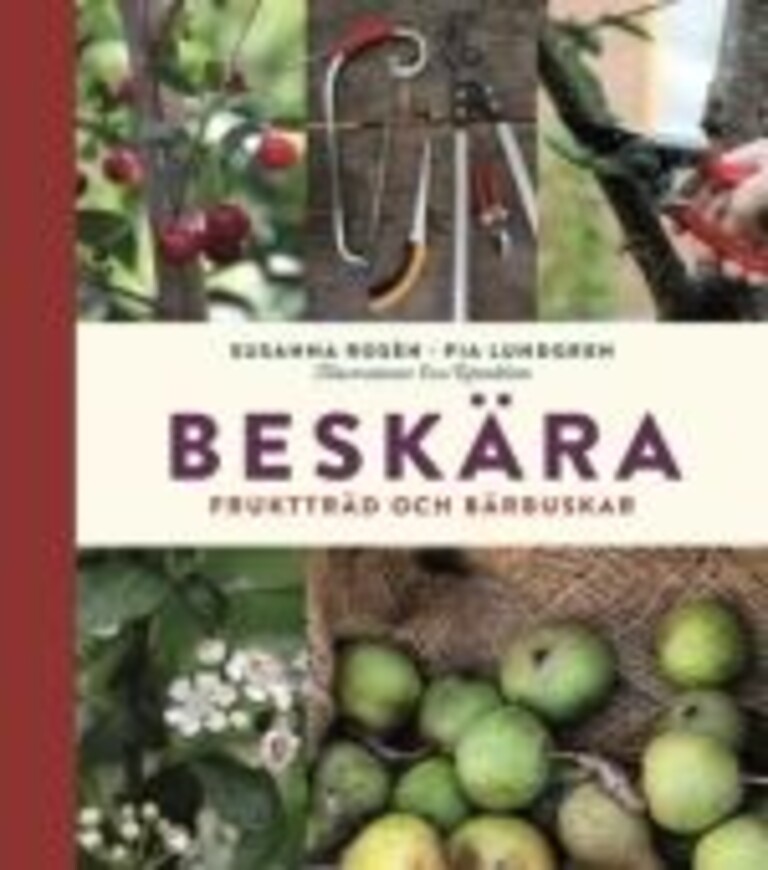 Beskära : fruktträd och bärbuskar