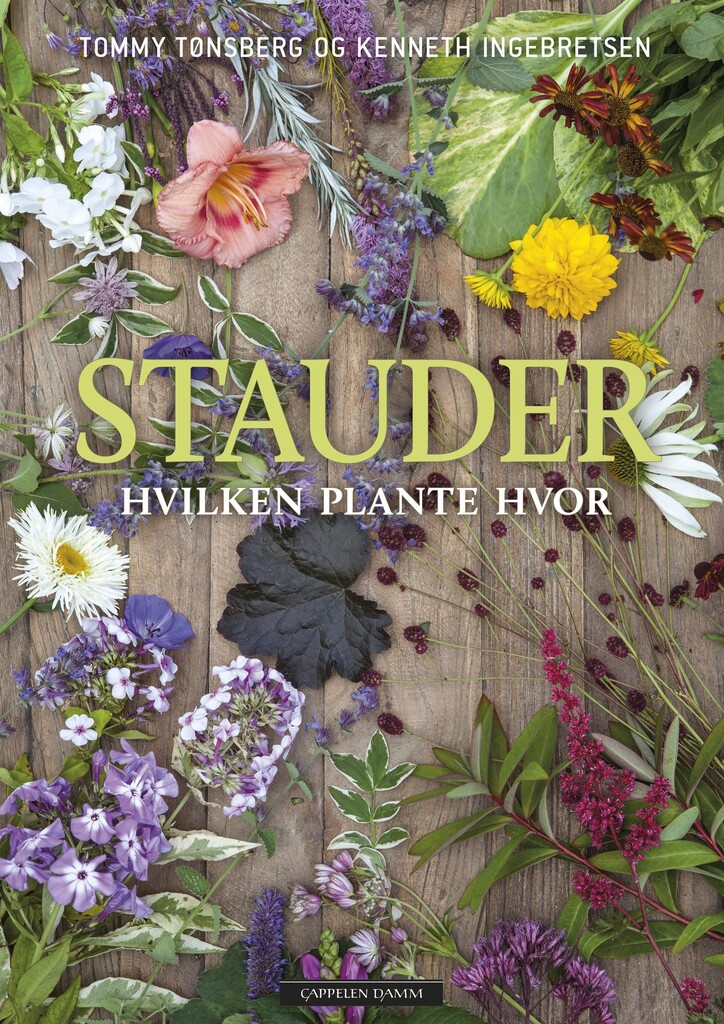 Stauder : hvilken plante hvor