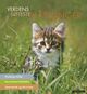 Cover photo:Verdens søteste kattunger