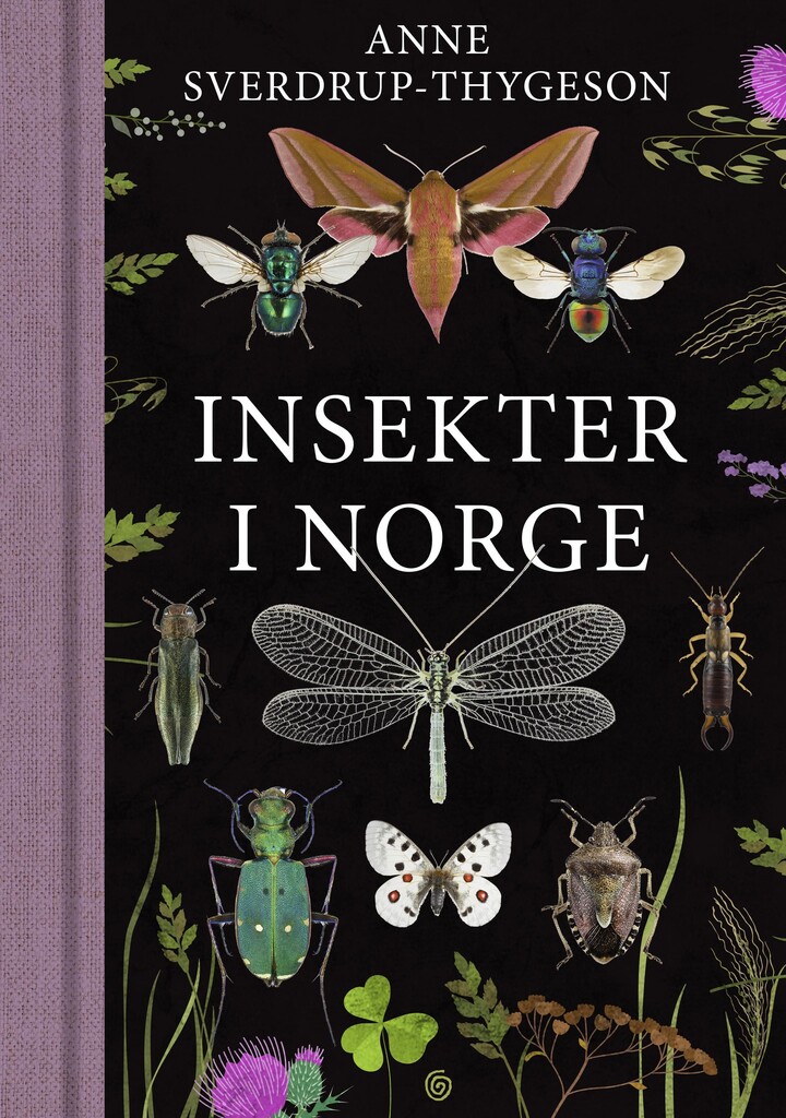 Insekter i Norge