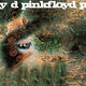 Omslagsbilde:A saucerful of secrets