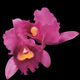 Omslagsbilde:Orchid